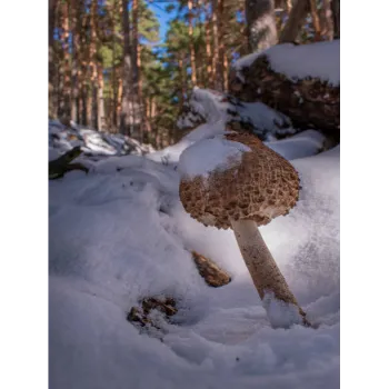 Frozen Mushrum (25)-7663605-83179.webp